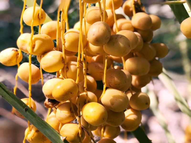 7th Int’l Date Palm Conference – Abu Dhabi, UAE                 Don’t miss it!  March 14 – 16,&nbsp;2022